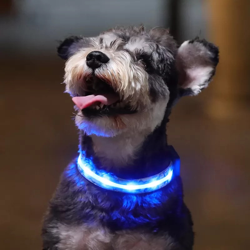 Dog luminous collar led pet luminous dog at night