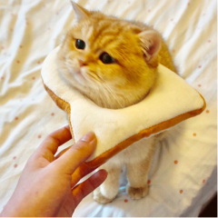 toast