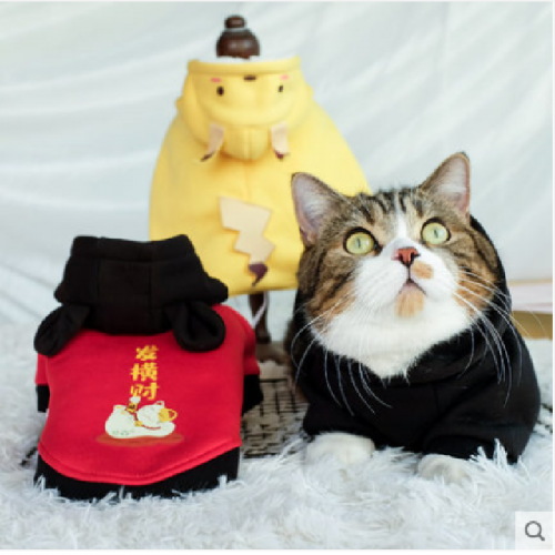 Cats wear autumn and winter clothes