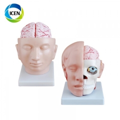 IN-305 CE ISO approved advanced medical frontal section head model artery human head anatomical model with brain