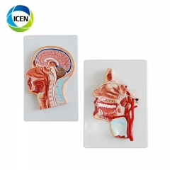 IN-305 CE ISO approved advanced medical frontal section head model artery human head anatomical model with brain