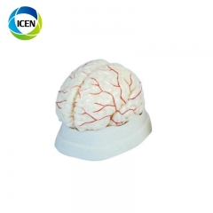 IN-301 high quality human neuro brain with artery model 3D anatomy brain model for medical teaching