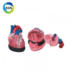 IN-306 PVC Life Size Heart Model anatomical human organs model for school teaching
