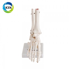 IN-104 Hot PVC Life-Size Foot Joint Model Bones of Foot Skeleton Model