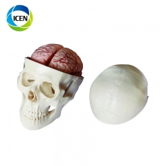 IN-102 PVC medical anatomical type human plastic skeleton plastic skull model with cervical spine