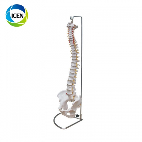 IN-103 medical teaching plastic spine model flexible spine model 4 pcs lumbar model