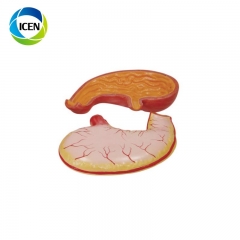 IN-302 human biological anatomical structure digestive system model in medical sciense