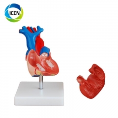 IN-306 PVC Life Size Heart Model anatomical human organs model for school teaching