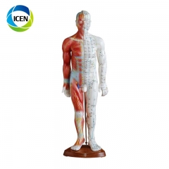 IN-501 high quality meridian point human body acupuncture model 26CM mini size acupuncture model