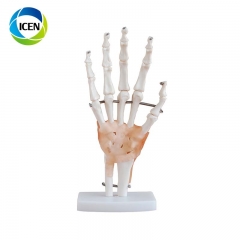 IN-104 Hot PVC Life-Size Foot Joint Model Bones of Foot Skeleton Model