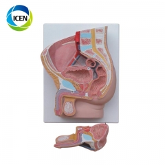 IN-310 Plastic Urinary System Model anatomical model for teaching