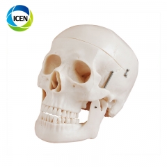 IN-102 PVC medical anatomical type human plastic skeleton plastic skull model with cervical spine