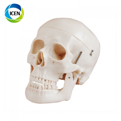 IN-102 PVC medical anatomical type human plastic skeleton plastic skull model with cervical spine