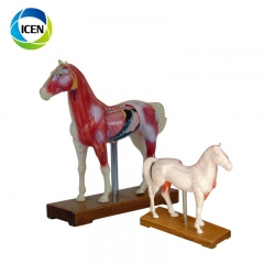 IN-502 animal model with muscle skaleton plastic Veterinarian's cat Acupuncture Model
