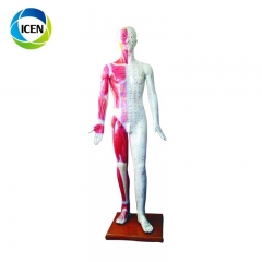 IN-501 high quality meridian point human body acupuncture model 26CM mini size acupuncture model