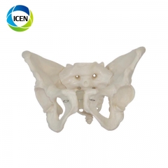 IN-106 human skeleton model anatomy 3D spine model adult female/male pelvis model for education