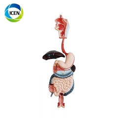 IN-302 human biological anatomical structure digestive system model in medical sciense