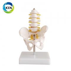 IN-106 human skeleton model anatomy 3D spine model adult female/male pelvis model for education