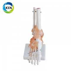 IN-104 Hot PVC Life-Size Foot Joint Model Bones of Foot Skeleton Model