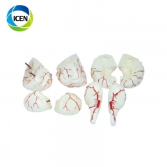 IN-301 high quality human neuro brain with artery model 3D anatomy brain model for medical teaching