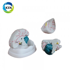 IN-301 high quality human neuro brain with artery model 3D anatomy brain model for medical teaching