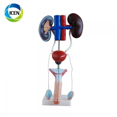 IN-310 Plastic Urinary System Model anatomical model for teaching