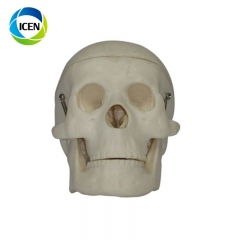 IN-102 PVC medical anatomical type human plastic skeleton plastic skull model with cervical spine