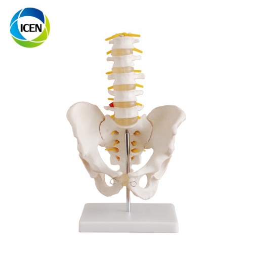 IN-106 human skeleton model anatomy 3D spine model adult female/male pelvis model for education