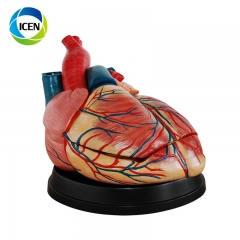 IN-306 PVC Life Size Heart Model anatomical human organs model for school teaching