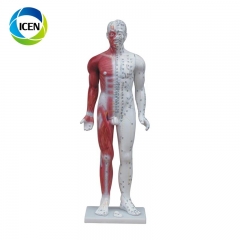 IN-501 high quality meridian point human body acupuncture model 26CM mini size acupuncture model