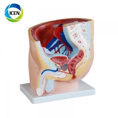 IN-310 Plastic Urinary System Model anatomical model for teaching