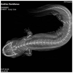 IN-5B Top Sell Dr X Ray Machine Dealer X Ray Machine Price X Ray Machine Vet System Unit