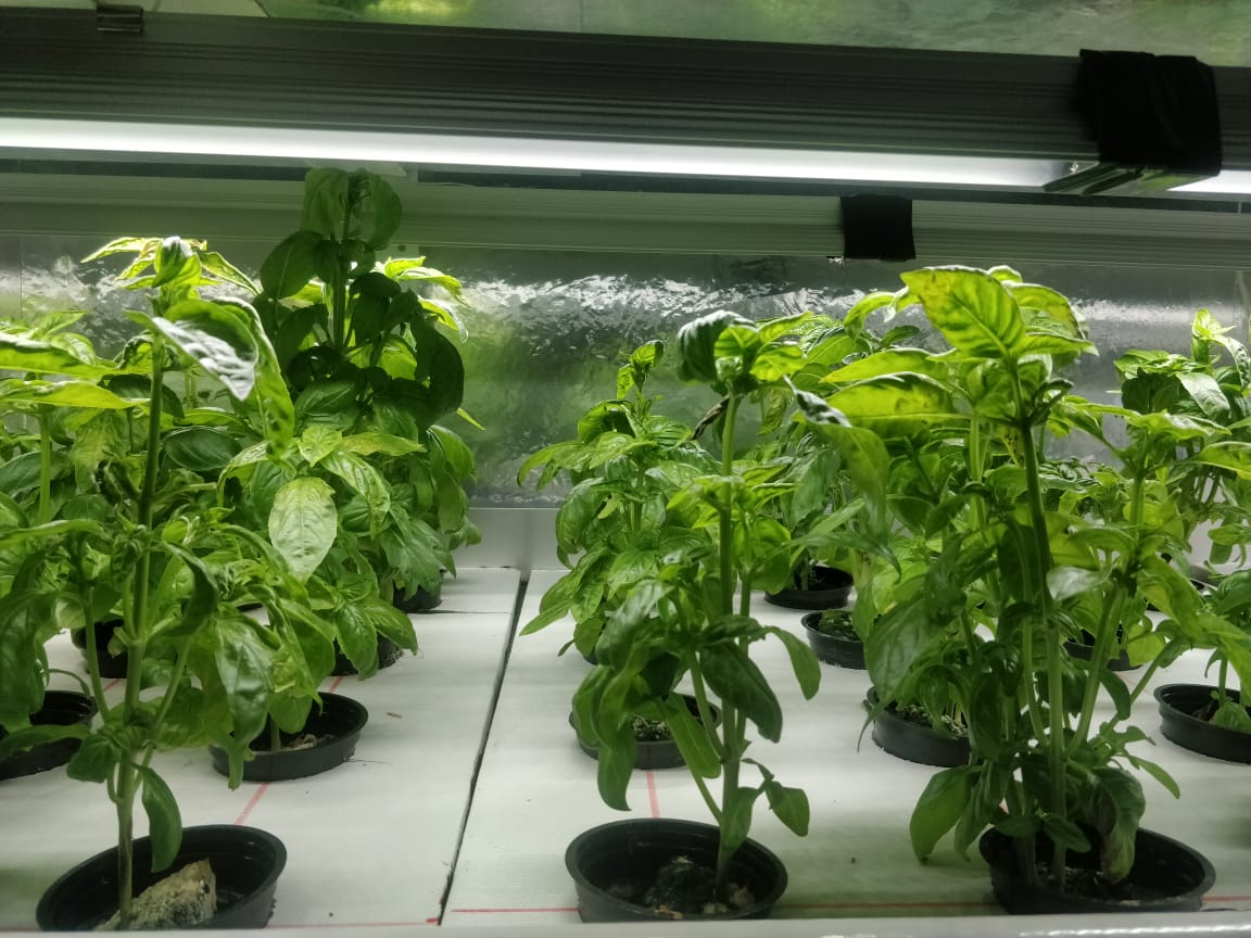 EDKFARM High Power led grow light for indoor cannabis veg flowers