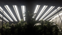 EDKFARM high power led grow light for cannabis grow