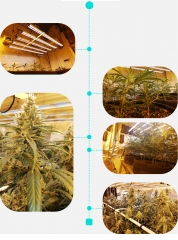 EDKFARM high power led grow light for cannabis grow