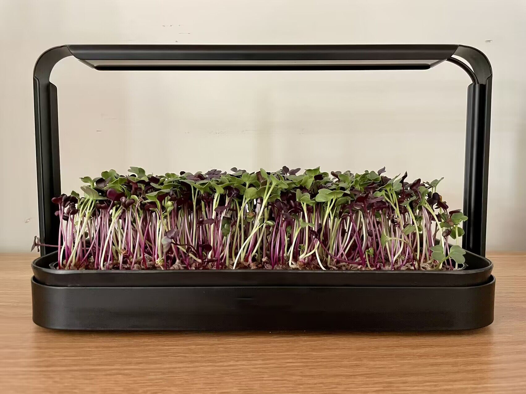 Indoor Grow Smart Garden Starter Kit