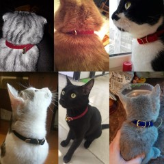 Pet Collar YS0032