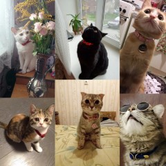 Pet Collar YS0032