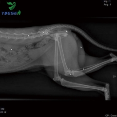 YSDR-VET500 Hospital Medical Fixed 500mA 50kw Máquina de rayos X digital para clínica de mascotas