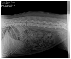 YSX050-B 5kW 100mA Veterinary X-ray Animal DR Xray System With Ragiography Table