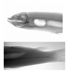 YSX400VET Plus animal & veterinary Digital X Ray Machine 32kw veterinary x ray equipment