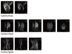 Scanner IRM d'imagerie par résonance magnétique YSMRI pour animaux