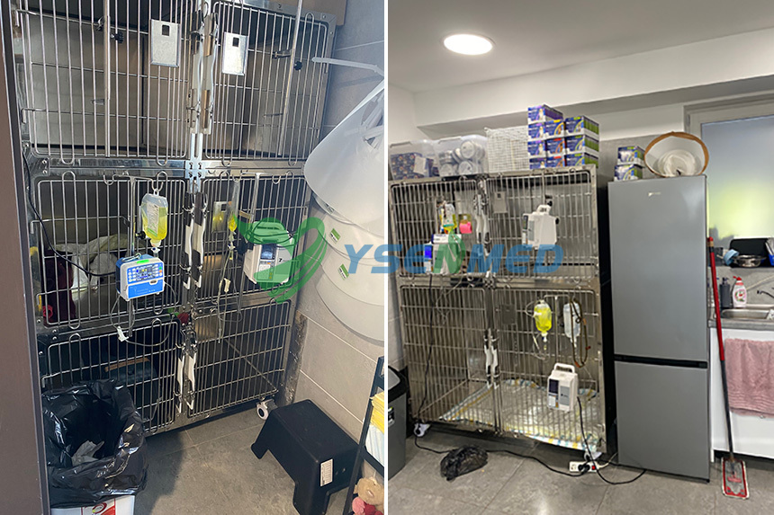 Hungarian pet is happy with the veterinary stainless pet cages supplied by YSENMED.
