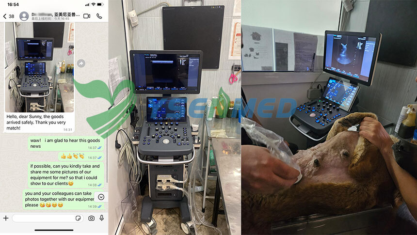 YSB-ViV40 VET  high-end veterinary color ultrasound system set up and put into service in a vet clinic in Armenia