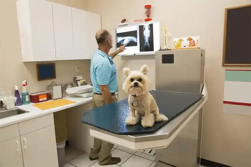 Veterinary Radiology