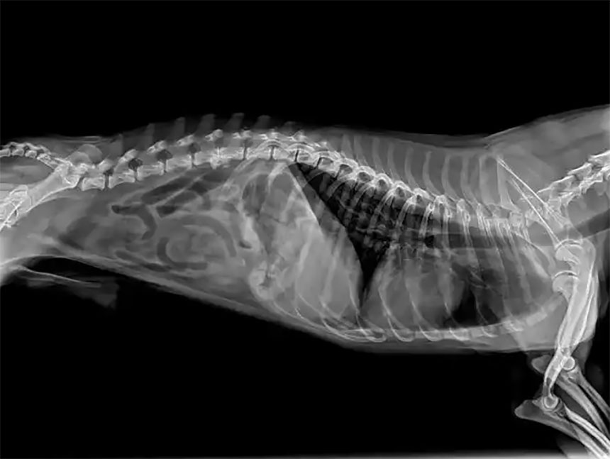 Veterinary Radiology image