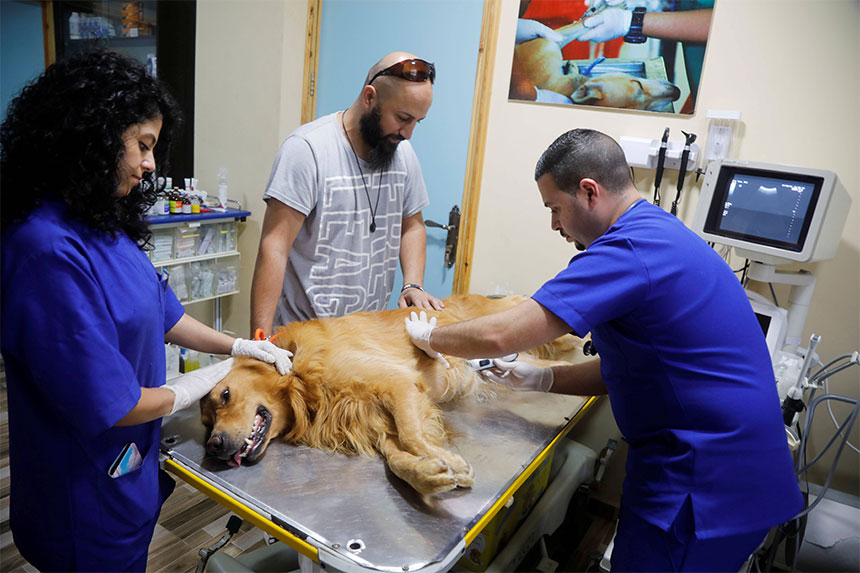 Apertura de una clínica veterinaria: equipamiento esencial y consideraciones