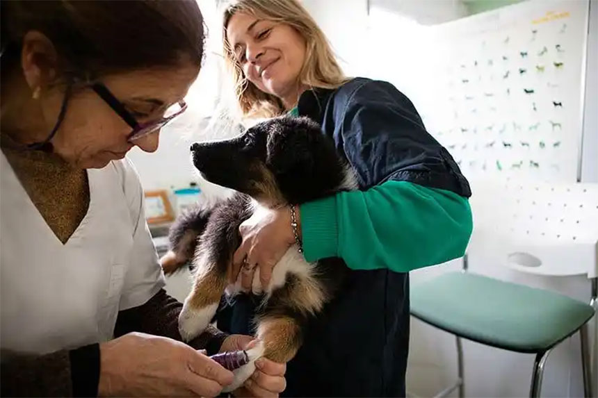 ¿Qué tipo de equipo utiliza un veterinario?