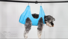 Demo Video-Dog Hammock