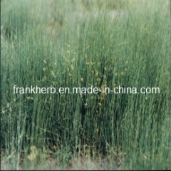 Natural Ephedra Herb Powder new stocks